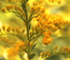 Kwiaty, Fractalius, Żółte