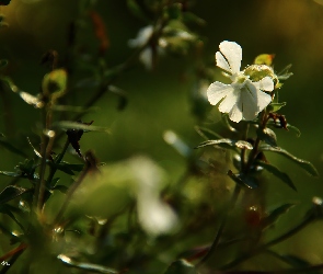 Biały, Kwiatek