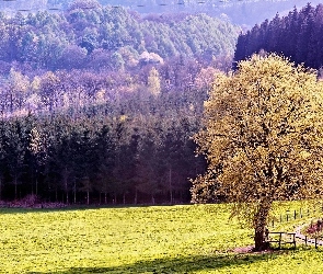 Polana, Drzewo, Las