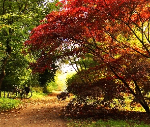 Jesień, Park, Liście, Klon Palmowy, Czerwone, Ścieżka