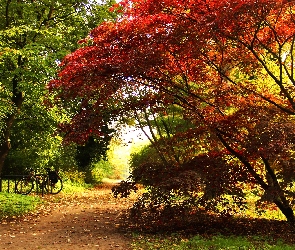 Klon Palmowy, Liście, Jesień, Ścieżka, Park, Czerwone