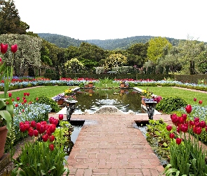 Tulipany, Sadzawka, Ogród