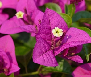 Makro, Bugenwilla