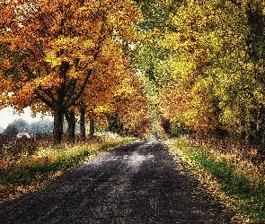 Jesień, Drzewa, Droga