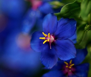 Kwiatuszek, Makro, Niebieski