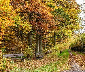 Pies, Liście, Droga, Jesień, Kolorowe, Park, Ławki