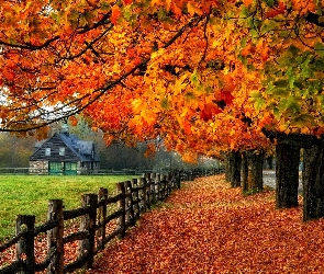 Droga, Drzewa, Jesień, Ogrodzenie, Liście, Dom