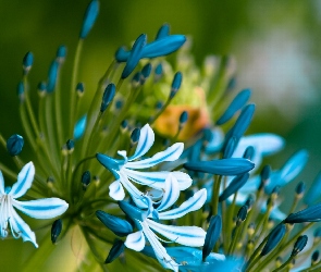 Niebiesko, Agapant, Kwiaty, Białe