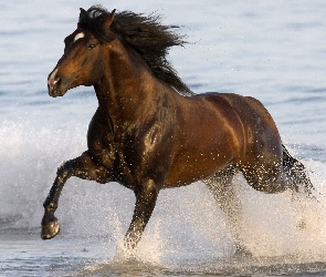 Morze, Koń