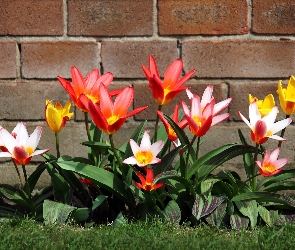 Cegły, Ściana, Żółte, Białe, Czerwone, Tulipany