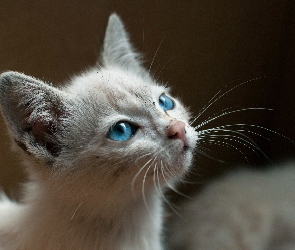 Kotek, Oczy, Niebieskie