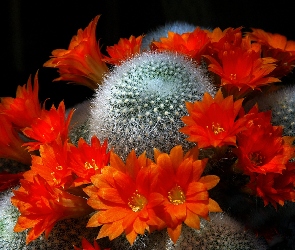 Kaktus, Kwiaty, Pomarańczowe