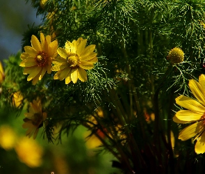 Kwiaty, Żółte