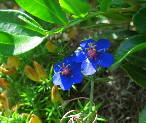 Kwiatuszki, Niebieskie