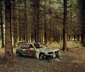 Las, BMW E36, Samochód