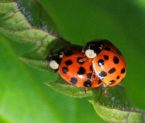 Sex, Biedronki