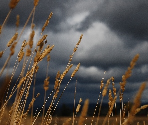 Chmury, Trawy