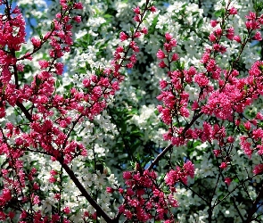 Wiosna, Drzewa, Kwitnące