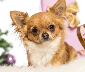 Chihuahua, Prezenty, Piesek