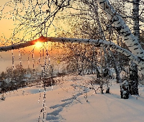 Brzoza, Słońca, Śnieg, Domki, Zachód, Zima, Ślady