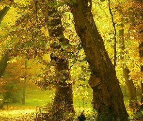 Alejki, Park, Drzewo, Przebijające, Światło, Jesień, Ławki