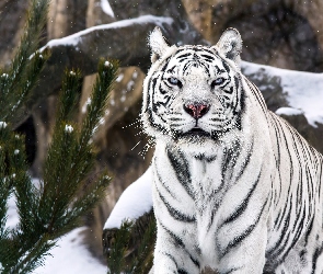 Śnieg, Sosna, Tygrys, Biały