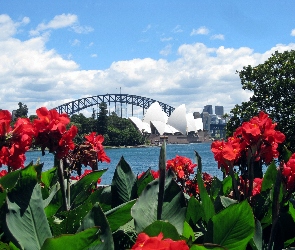 Sydney, Panorama, Czerwone, Kwiaty