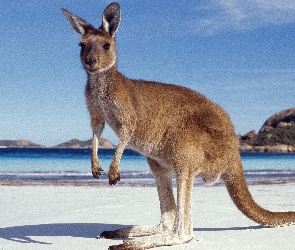 Morze, Australia, Góry, Plaża, Kangur