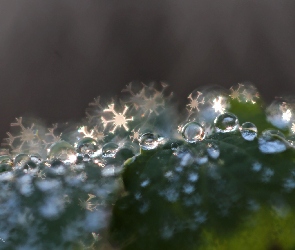 Krople, Bokeh, Liść
