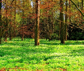 Runo, Leśne, Drzewa