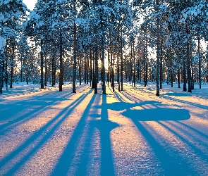 Las, Przebijające Światło, Zima