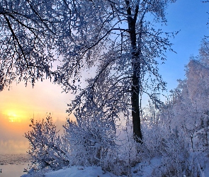 Zima, Słońca, Mgła, Rzeka, Drzewa, Wschód