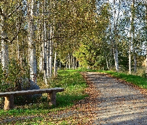 Park, Brzozy, Ławeczka, Droga