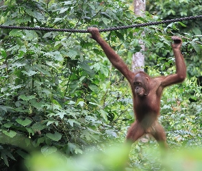 Orangutan, Lina, Dżungla