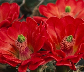Czerwone, Kaktusa, Kwiaty