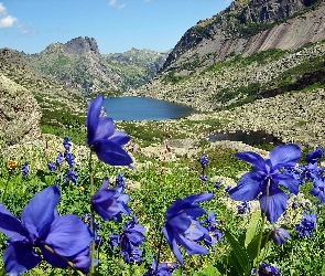 Góry, Kwiaty, Łąka, Niebieskie, Jezioro