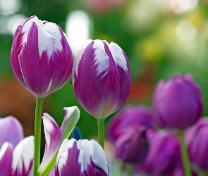 Fioletowe, Tulipany, Biało