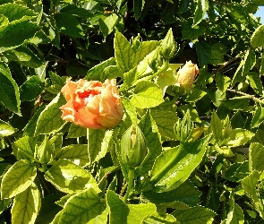 Cień, Światło, Hibiskus, Pełny