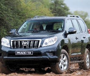 Toyota, Droga, Prado TX, Land Cruiser