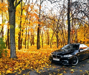 BMW seria 5 F10, Drzewa, Park, Jesień, Droga