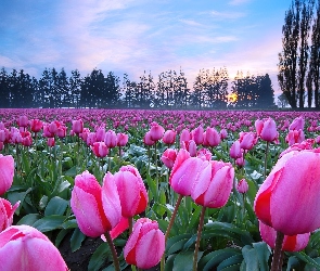 Drzewa, Słońca, Tulipany, Zachód