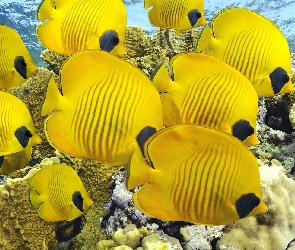 Żółte, Ryby