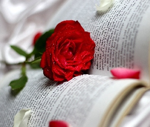 Książka, Płatki, Róża