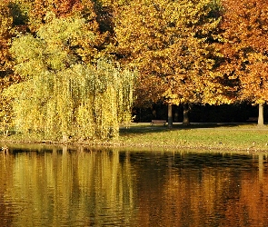 Jesień, Kaczki, Staw, Park