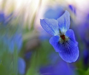 Niebieski, Kwiat, Fiołek