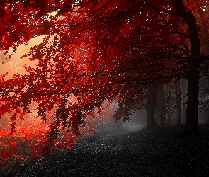 Szary, Czerwony, Jesień, Drzewa