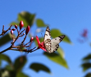 Biały, Motyl