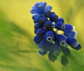 Szafirek, Kwiat, Niebieski