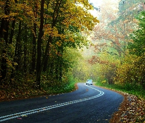 Droga, Samochód, Liście, Drzewa