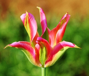 Tulipan, Płatki, Kolorowy